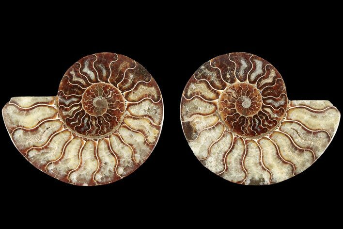 Bargain, Cut & Polished, Agatized Ammonite Fossil - Madagascar #184137